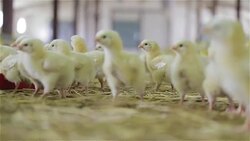 Baby chicken at the farm drinking water Stock Footage