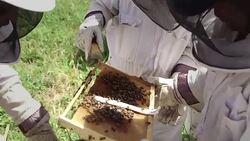 VOICED : Honey provides sweet relief for Palestinian women News Clip