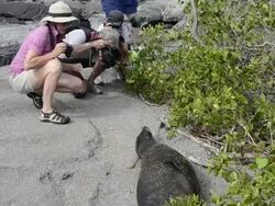 MS Tourists taking pictures of black seal / Isabella Island, Galapagos Islands, Ecuador   Stock Footage