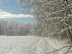 HD SLOW MOTION: Idyllic Winter Glade Stock Footage