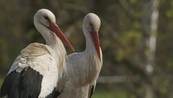 Pair of White stork Stock Footage