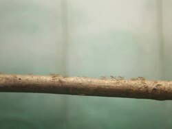 Ant colony Stock Footage