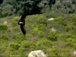 Vulture in flight over vegetation, Autumn, Tarifa, Andalusia, Southern Spain Stock Footage