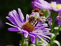 SLOW MOTION: Bee on Flower Stock Footage