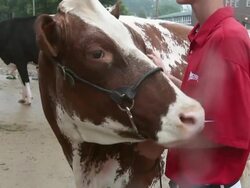 Crowds Flock To Iowa State Fair For A Taste Of Agricultural Bounty Stock Footage