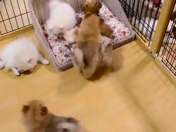Puppy dogs playing in the cage Stock Footage