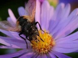 Fly on Flower Stock Footage