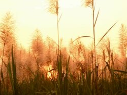 The spring sunset Stock Footage