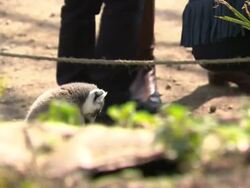 Sophie, Countess of Wessex Has A Stare-down with a Bristol Zoo Lemur News Clip