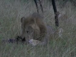 MS TS Lion stealing meat from other and eating meat / Tanzania Stock Footage