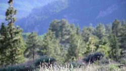 Twin Lake Colorado plants to mountains to lake zoomed pan of the Amazing Nature in the Rocky Mountains Stock Footage