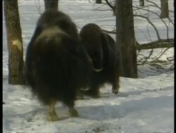 MS 2 Male Musk Oxes charging/playing in snow, Arctic circle Stock Footage