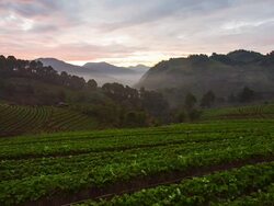 Morning at Farm Strawberries Stock Footage