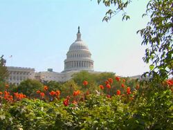 HD Capital Flowers WS_2 (1080/24P) Stock Footage
