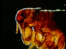 CU rabbit flea's head, CU rabbit flea's foot Stock Footage