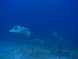 Marble stingray (Taeniura meyeni) group swim through frame, Maldives Stock Footage