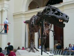 Chicago's Field Museum Cleans Its Preserved T. Rex "Sue" Stock Footage