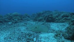 A stingray hides on an ocean floor, then swims quickly away. Stock Footage