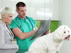 Veterinarian Examing X-ray of Dog II Stock Footage