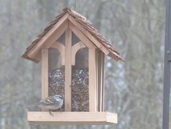 Bird feeder 1 - HD 30F Stock Footage