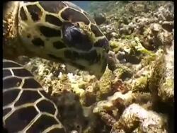 CU Hawksbill Turtle foraging on reef, moving rubble with beak and flippers, Sipadan, Borneo, Malaysia Stock Footage
