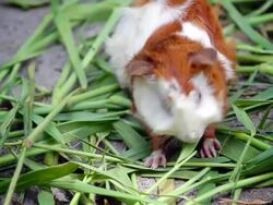 Guinea pig eating grass. Stock Footage