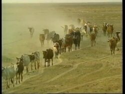 USA: WORLD WILDLIFE FUND REPORT SAYS GLOBAL WARMING IS UNDERWAY News Clip