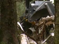  MS Harvester at work in forest / Zerf, Rhineland Palatinate, Germany Stock Footage