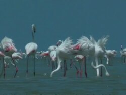 Greater Flamingoes (Phoenicopterus roseus) feeding in colony, South India Stock Footage