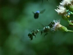 Euglossine Bee, H/S MS bees hovering by flowers, green background, Panama. Stock Footage