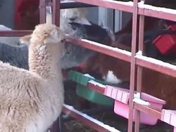 Alpacas 18 Stock Footage