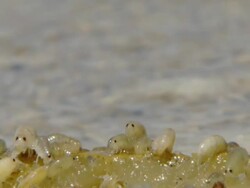 MS R/F Shot of Teaming mass of bamboo fly larvae wriggling in pools of water with sand fleas walking on washed up kelp in FG / Namaqualand, Northern Cape, South Africa Stock Footage