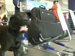 Drug sniffer dogs in Lima airport News Clip