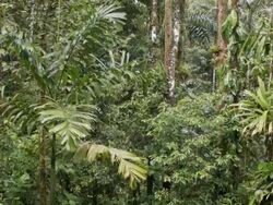 Interior of tropical rainforest, Ecuador,  during an afternoon shower with rain and mist Stock Footage