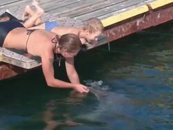 playing with a dolphin Stock Footage