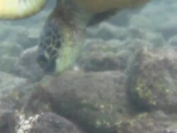 Swimming Turtle in Hawaii Stock Footage