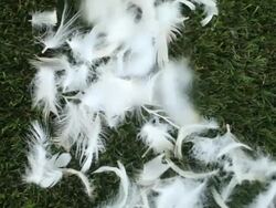 Feathers & Easter eggs fall onto green grass Stock Footage