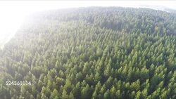 Misty forest landscape, Mpumalanga, South Africa Stock Footage