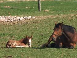 HD: Foal and his mother Stock Footage
