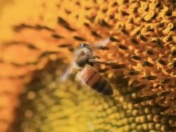Bee on Sunflower Stock Footage