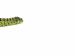 Swallowtail caterpillar isolated on white. Stock Footage
