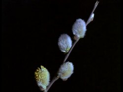 T/L flower - 4 pussy willow buds on stem flowering, Black background Stock Footage