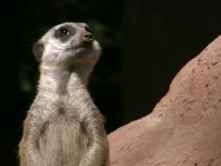HD 1080i Meerkat Stock Footage