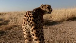 A cheetah walks through the savanna looking for prey. Stock Footage