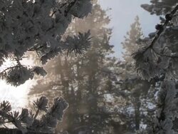 MS TD Sun bursting through frosty conifer branches / Yellowstone National Park, Wyoming, United  Stock Footage
