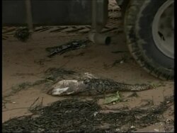 AP Pix: Tanker oil spill as environmental disaster looms News Clip