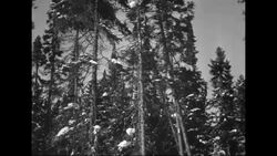 Swedish immigrants chopping down trees in Minnesota Stock Footage