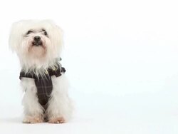 HD: Maltese dog in a dress Stock Footage