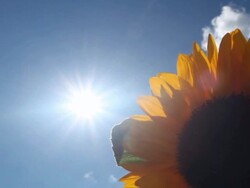 Sunflower against light Stock Footage