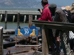Sea Lions At San Francisco's Pier 39 Stock Footage